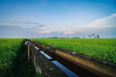 Scenic view of agricultural field against sky