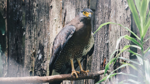 Serpent eagle, crested serpent eagle spilornis cheela sitting in the branch with wood background