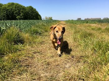 Dachshund on field against clear blue sky