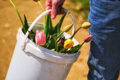 Close-up of hand holding flowering plant