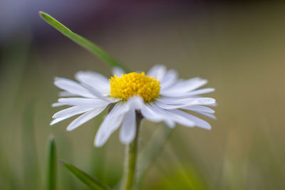 Close-up of white daisy flower