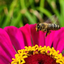 Close-up of bee pollinating on pink flower