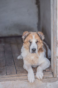 Portrait of dog relaxing on floor