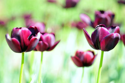 Close-up of pink flowers