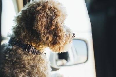 Close-up of a dog looking through car