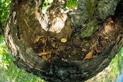 Trees in forest