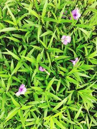 Close-up of flowers blooming on field