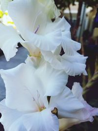 Close-up of white flowers blooming outdoors