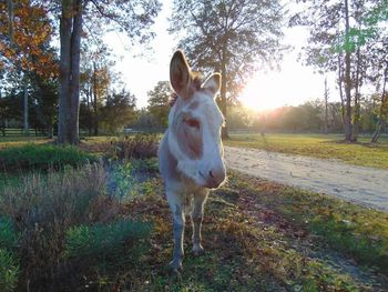 Dog standing on grassy field