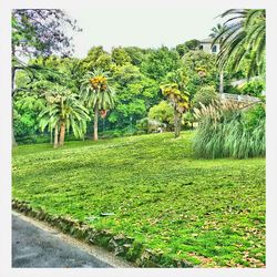 Trees on grassy field