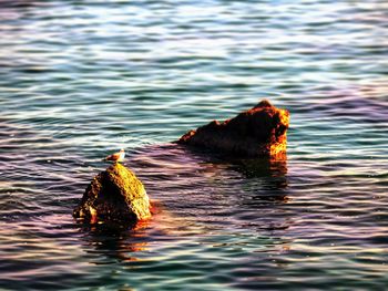 Duck swimming in a sea