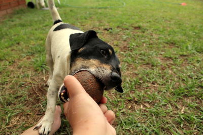 Cropped hand of person playing with puppy in park