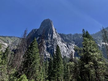 Low angle view of trees against sky