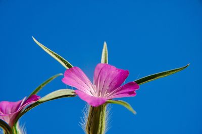 Close-up of pink flower against blue sky