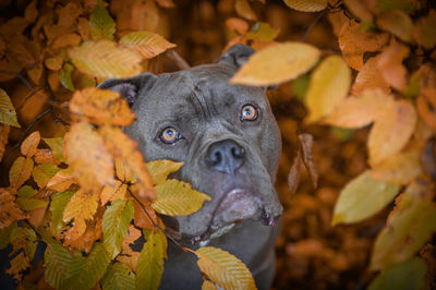 Close-up of dog