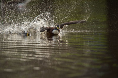 View of birds swimming in lake