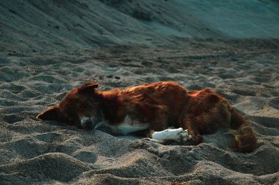 High angle view of dog sleeping on beach