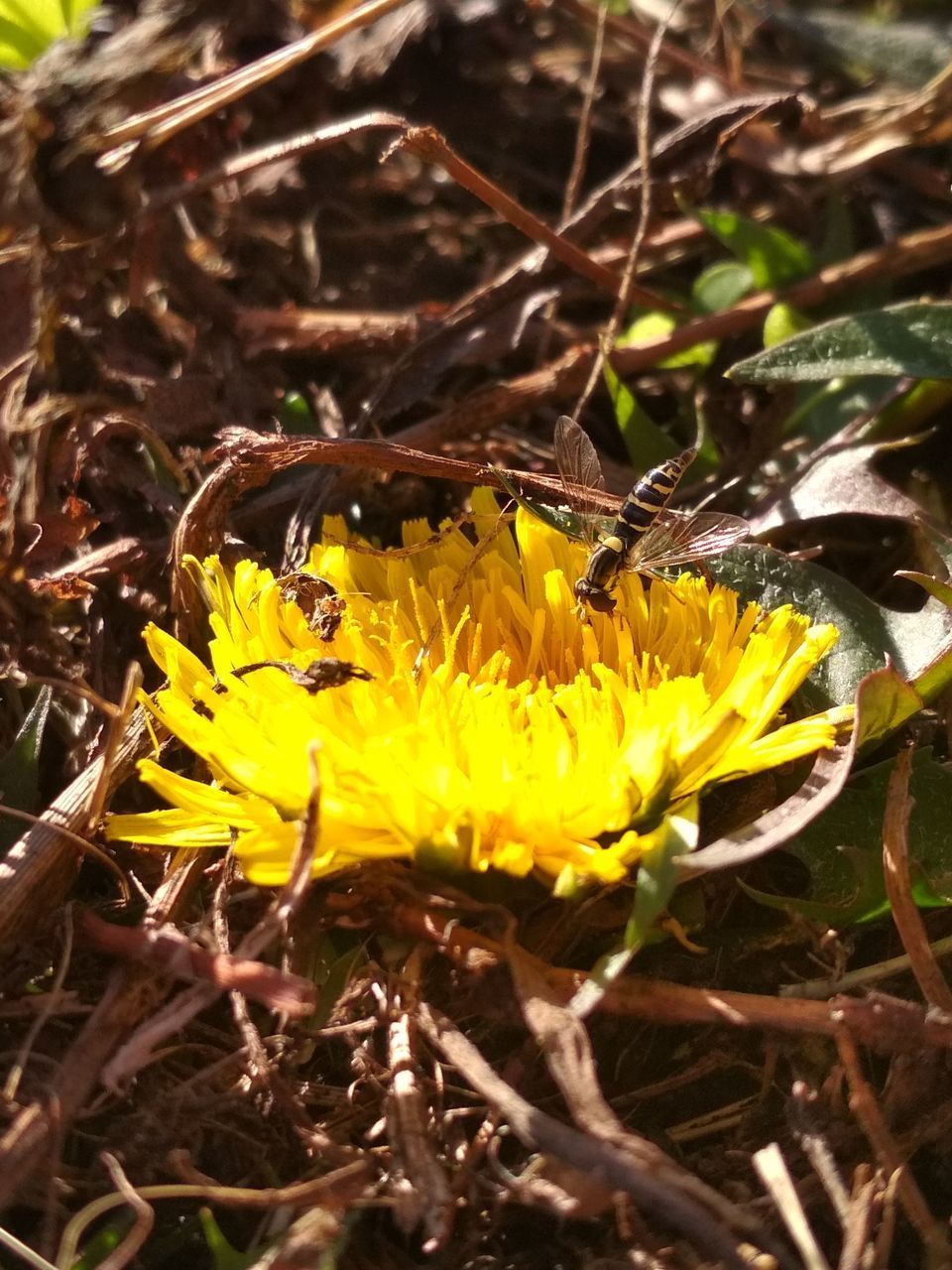 CLOSE-UP OF HONEY BEE ON YELLOW FLOWER