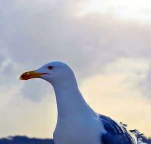 Low angle view of seagull against sky