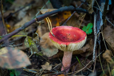 Close-up of fly agaric mushroom growing on field