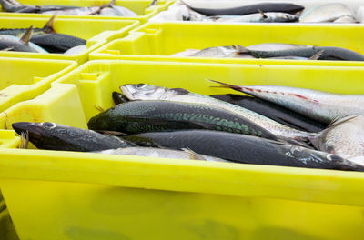 Close-up of fish for sale at market stall