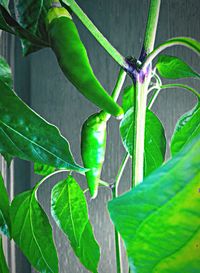 Close-up of green leaves