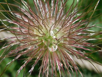 Close-up of plant