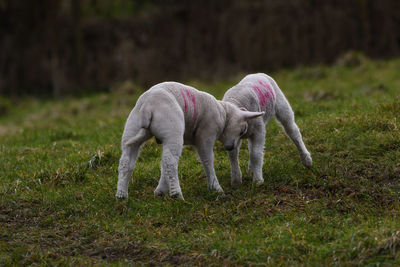 Horse grazing in a field