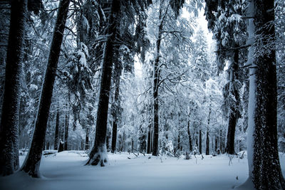 Snow covered trees in forest