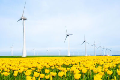 Scenic view of sunflower field against sky