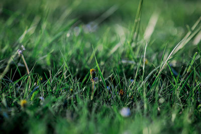 Close-up of grass growing on field