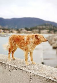 Side view of dog walking on mountain against sky