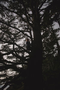 Silhouette of tree in forest