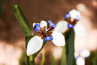 Close-up of insect on purple flower