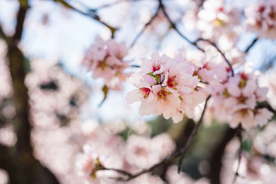 Close up of flowers of almond tree at spring