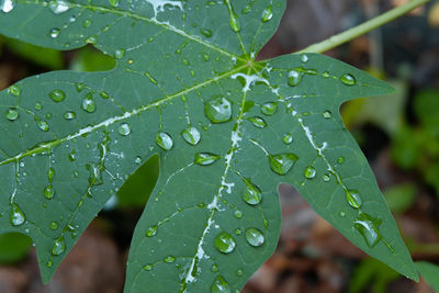 Close-up of wet leaves