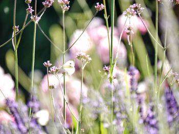 Close-up of purple flowering plants in country garden 