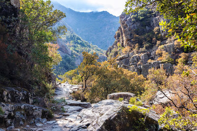 Scenic view of river amidst trees against sky