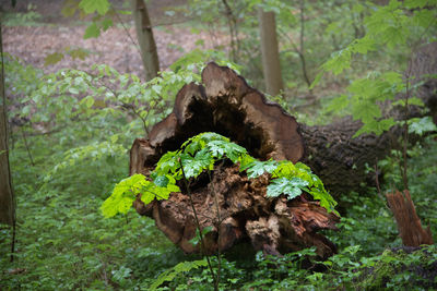 Moss growing on tree trunk in forest