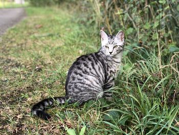 Portrait of cat on field