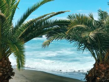 Palm trees on beach against sky