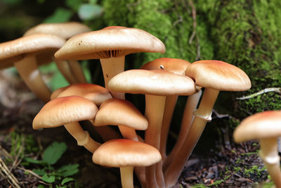 Close-up of mushrooms growing in forest