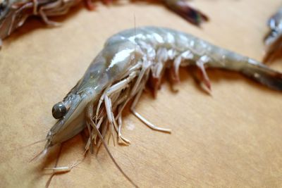 Close-up of dead fish