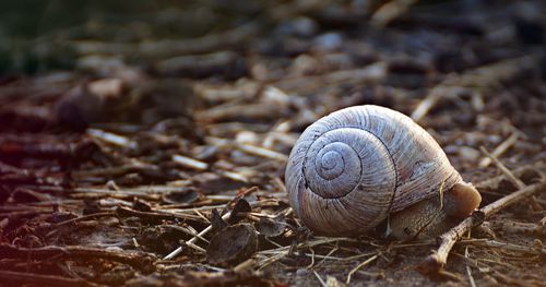 Close-up of snail on field