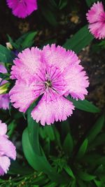 Close-up of pink flowering plant