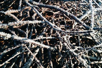 High angle view of plants on snow