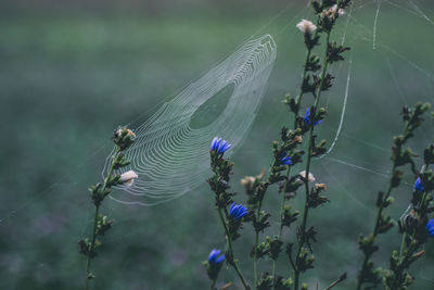 Close-up of spider web on plant