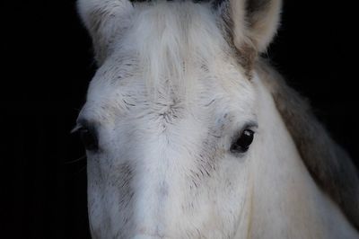 Close-up of white horse