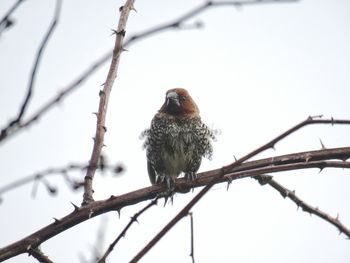 Low angle view of bird perching on branch against sky