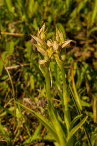 Close-up of flowering plant on field